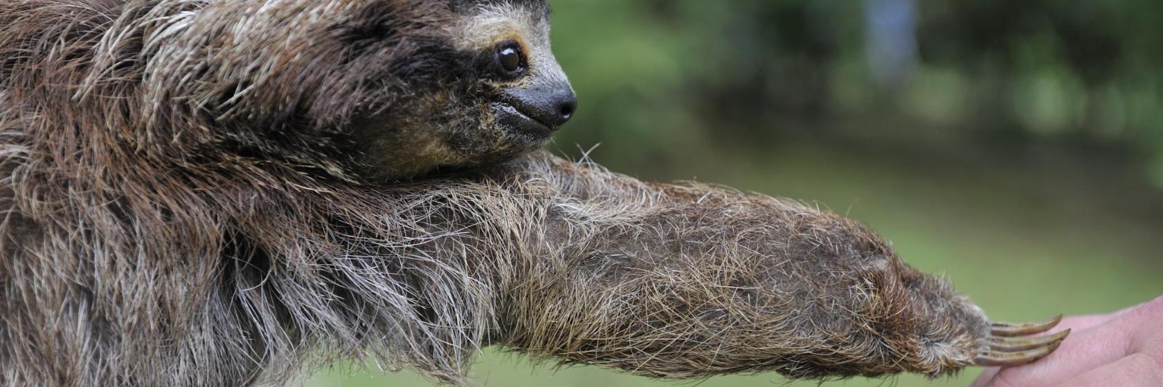 Sheriff s Animal Farm